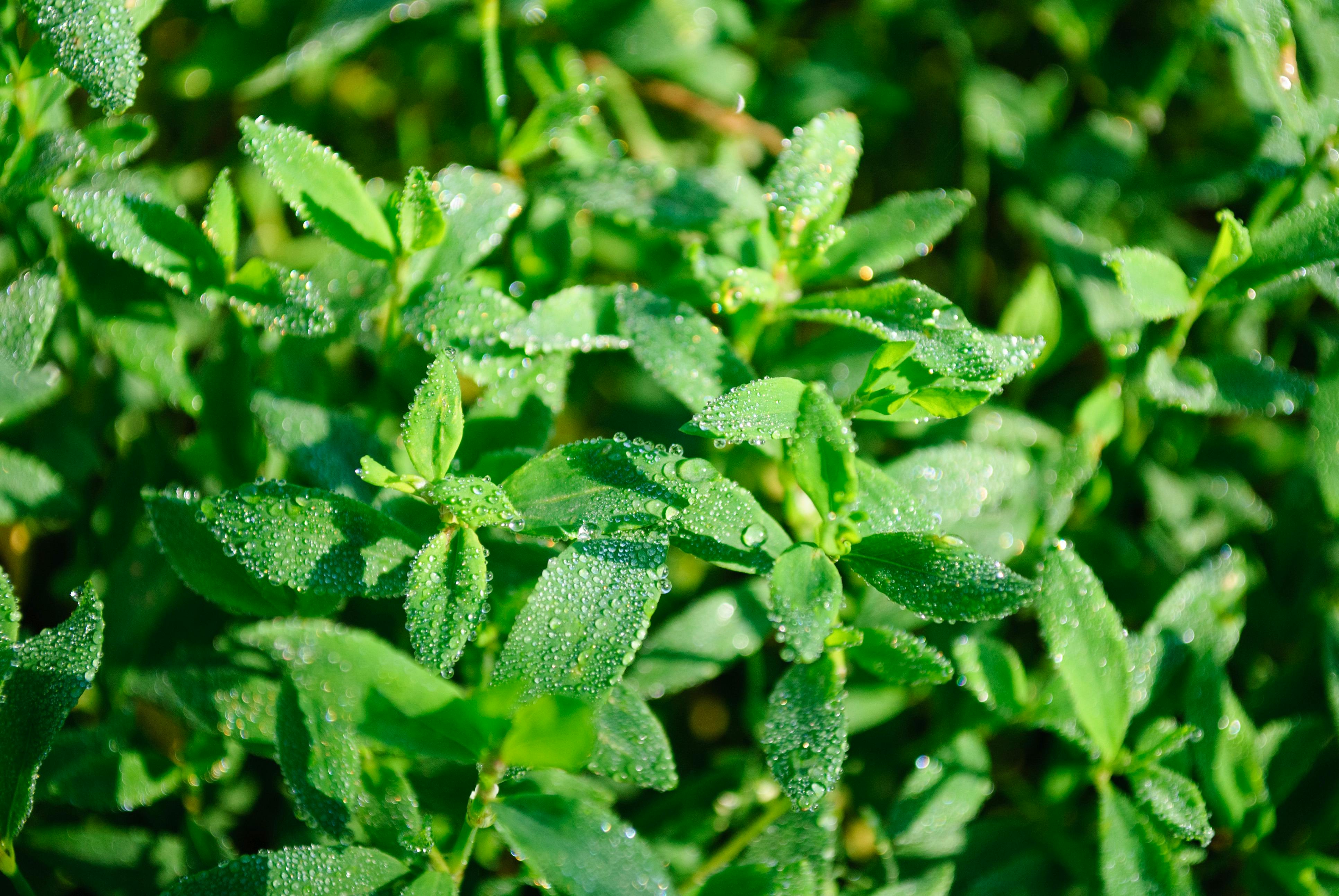 Stevia